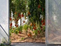 Jardins de la Marette : culture bio des poivrons