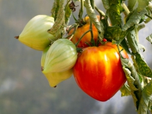 Jardins de la Marette : les tomates bio en serre