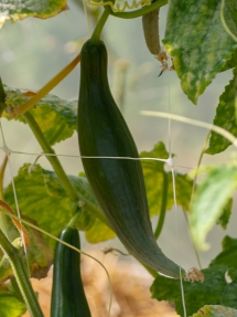 Jardins de la Marette : culture des concombres