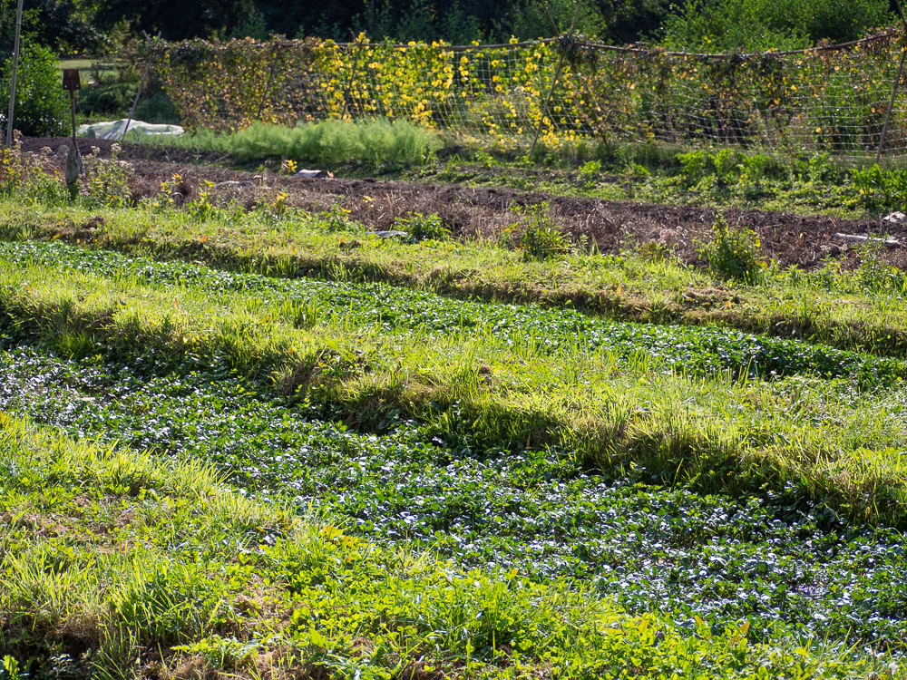 Jardins de la Marette : La cressonière