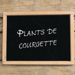 Plants de Courgette Verte Ronde de Nice