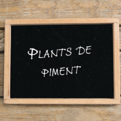 Plants de piment De Cayenne
