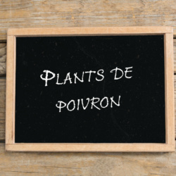 Plants de Poivron Conique Di bue giallo