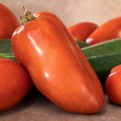 Tomates : Andine cornu Bio