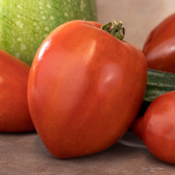 Tomates : Cœur de Bœuf  rouge Bio