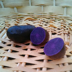 Pomme de terre Prunelle, chaire violette, tendre - 1 kg