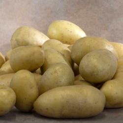 Pommes de terre primeur